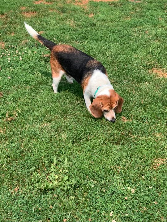 Enlarge Smokey Joe, a Adopted Beagle in Elkton, MI video 3/3