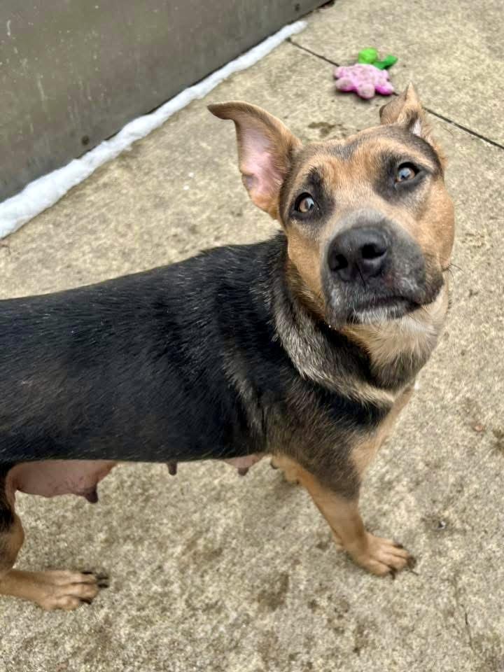 Henrietta — thumbnail 2