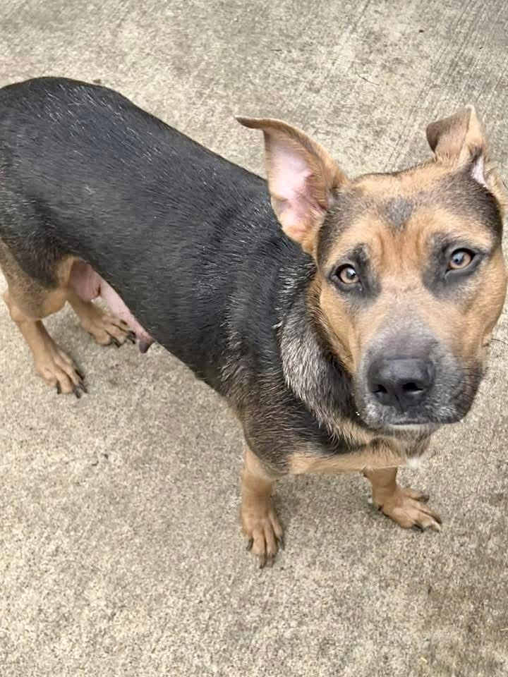 Henrietta — thumbnail 3