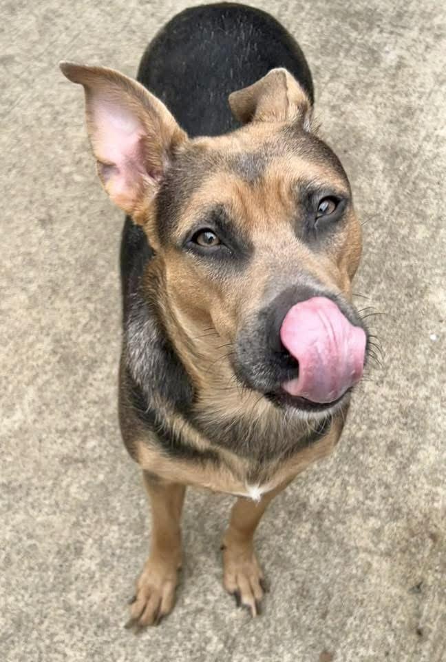 Henrietta — thumbnail 4