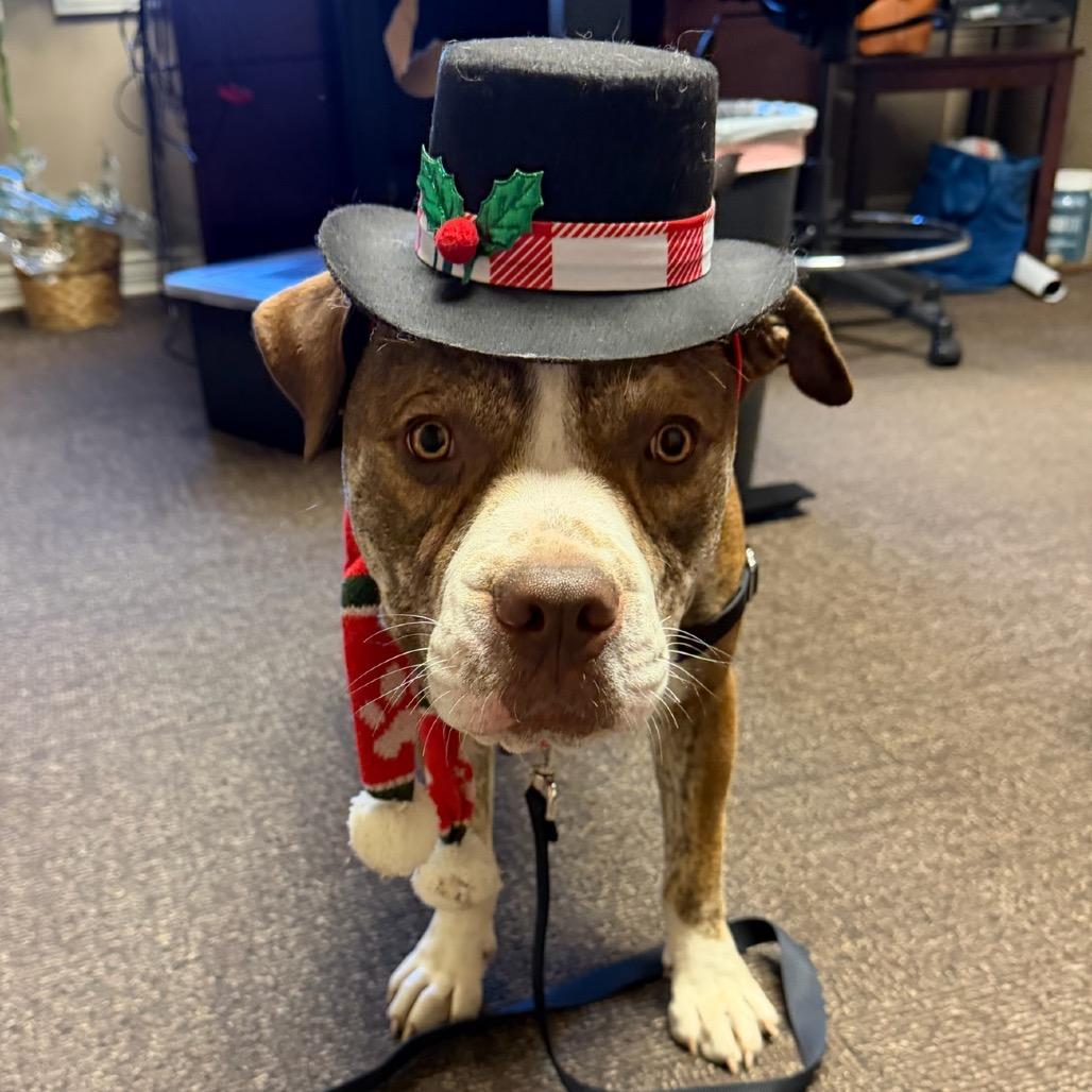 Finn 2201, a Adoptable English Bulldog in Kansas City, MO image 1/6