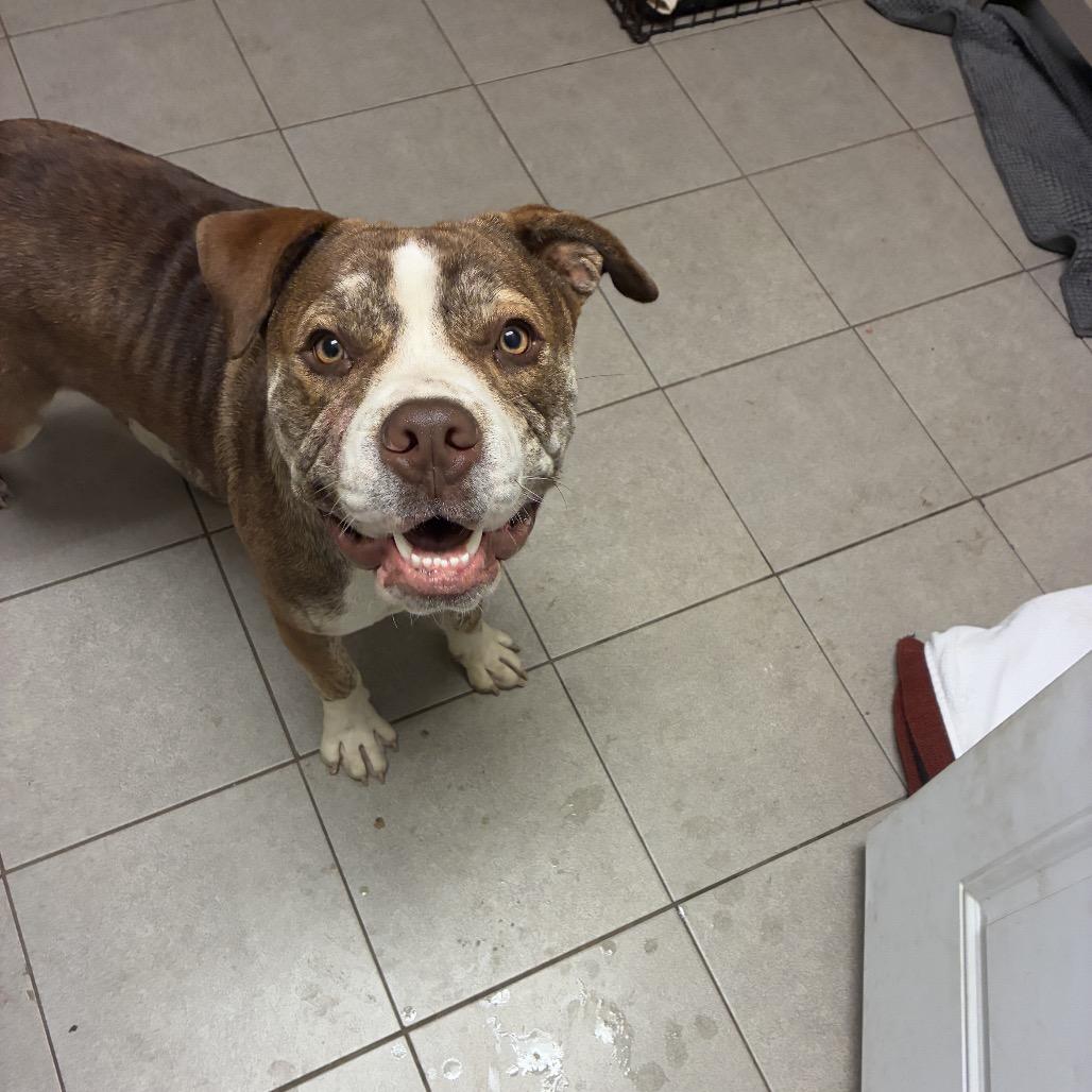 Enlarge Finn 2201, a Adoptable English Bulldog in Kansas City, MO image 1/6