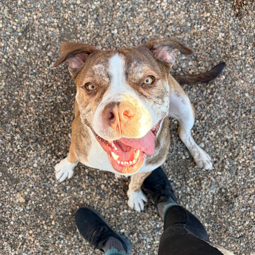 Finn 2201, Adoptable, Young Male English Bulldog.