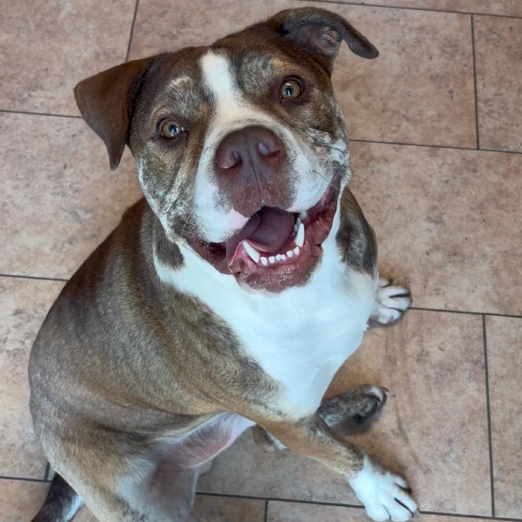 Enlarge Finn 2201, a Adoptable English Bulldog in Kansas City, MO image 3/6