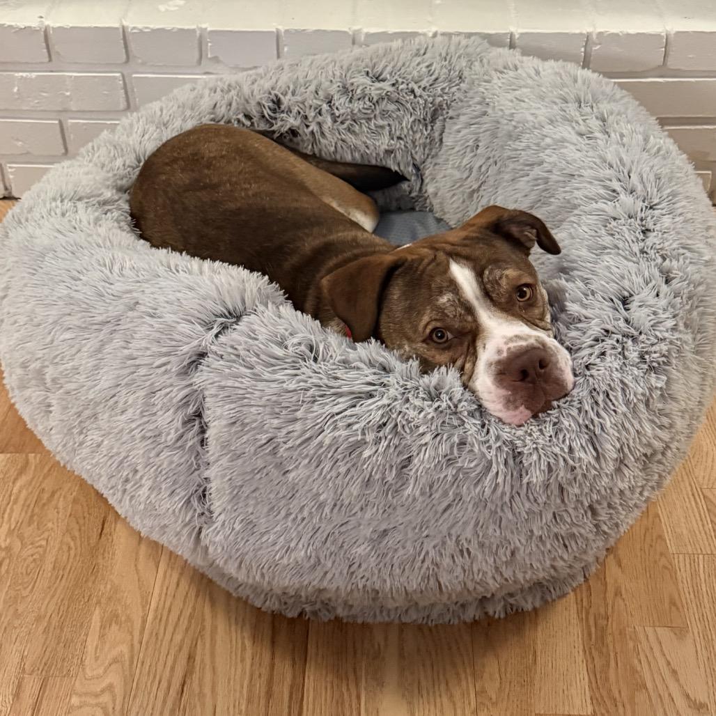 Finn 2201, a Adoptable English Bulldog in Kansas City, MO image 5/6