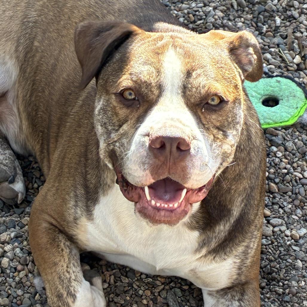 Enlarge Finn 2201, a Adoptable English Bulldog in Kansas City, MO image 1/6