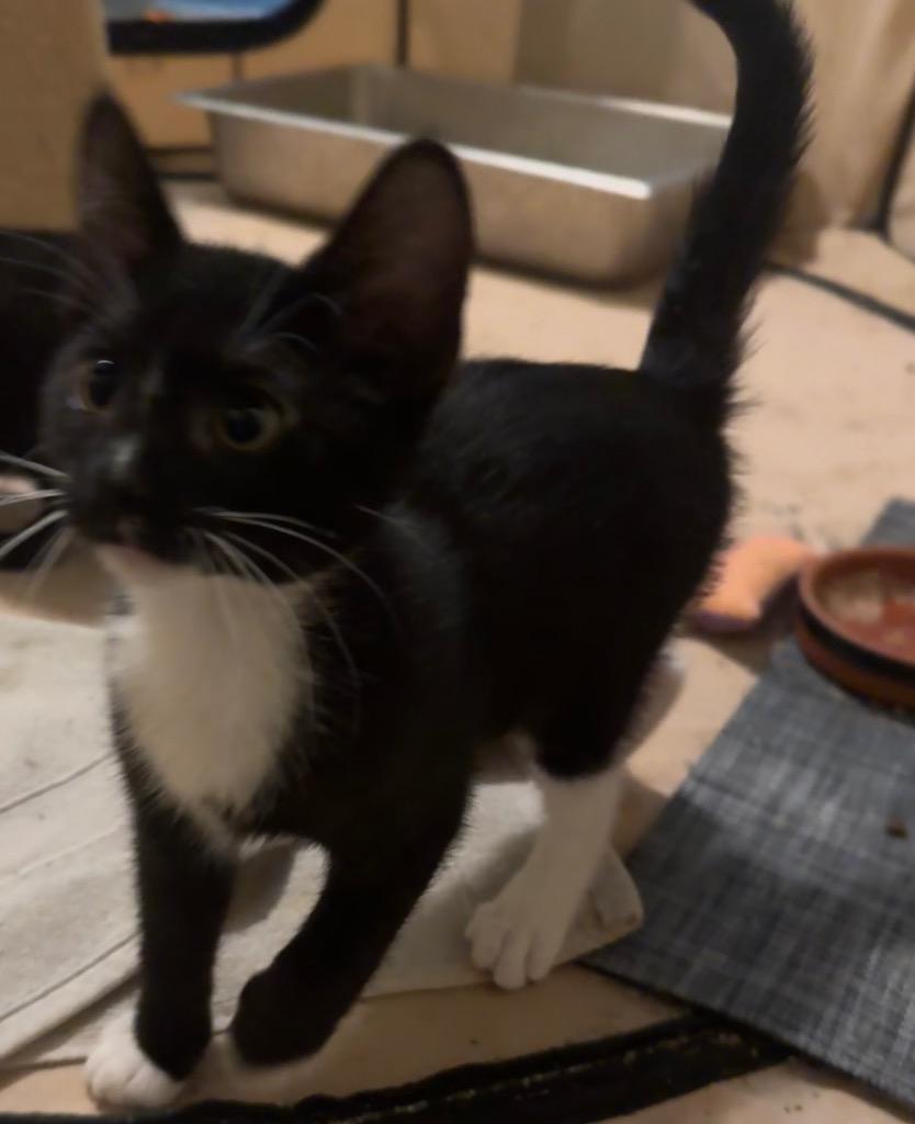 Dolly Savior of the Universe, Adoptable, Kitten Female Domestic Short Hair.