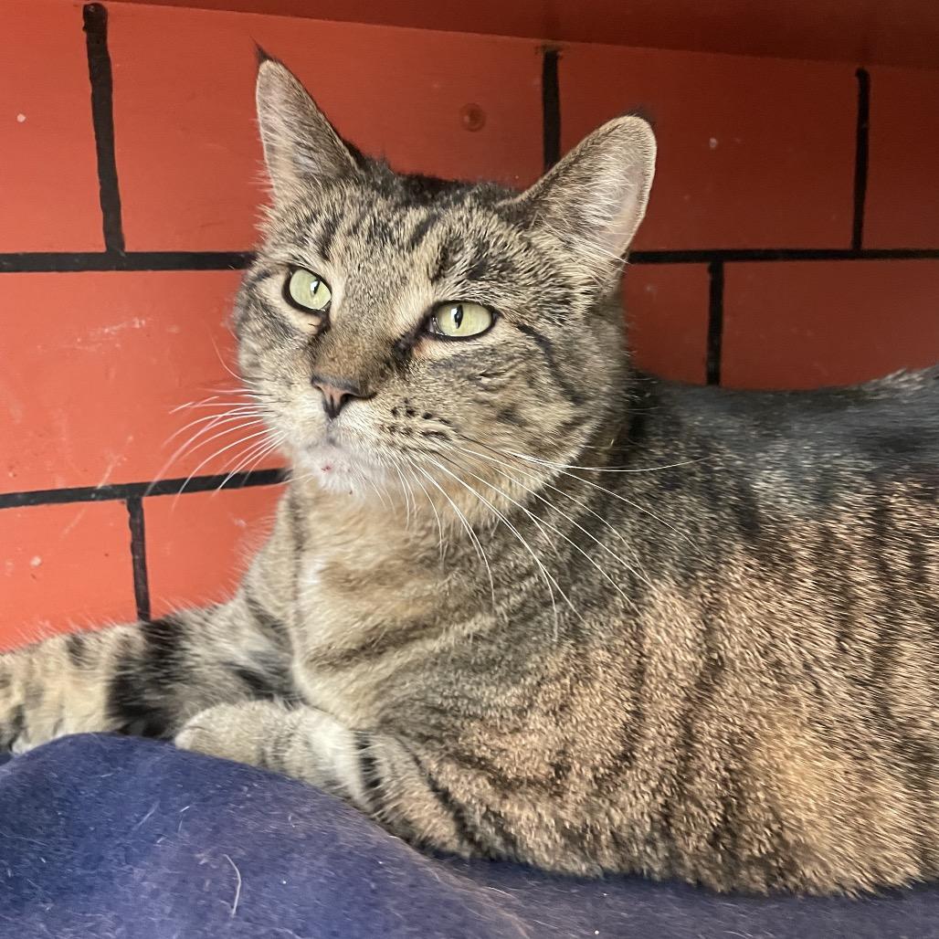 Temple, Adoptable, Adult Female Domestic Short Hair.