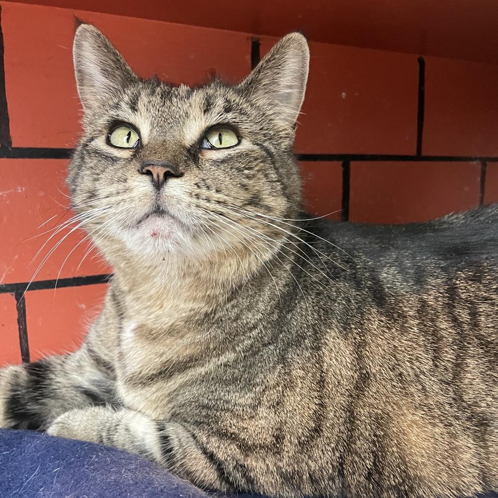 Enlarge Temple, a Adoptable Domestic Short Hair in West Des Moines, IA image 2/4