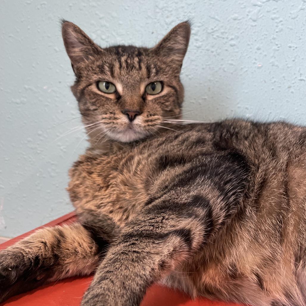 Temple, Adoptable, Adult Female Domestic Short Hair.