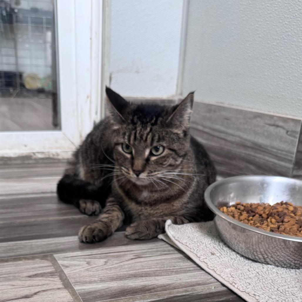 Enlarge Temple, a Adoptable Domestic Short Hair in West Des Moines, IA image 2/3