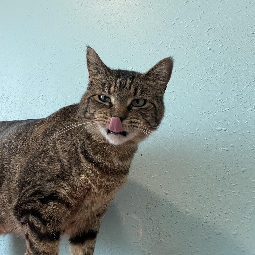 Enlarge Temple, a Adoptable Domestic Short Hair in West Des Moines, IA image 3/3