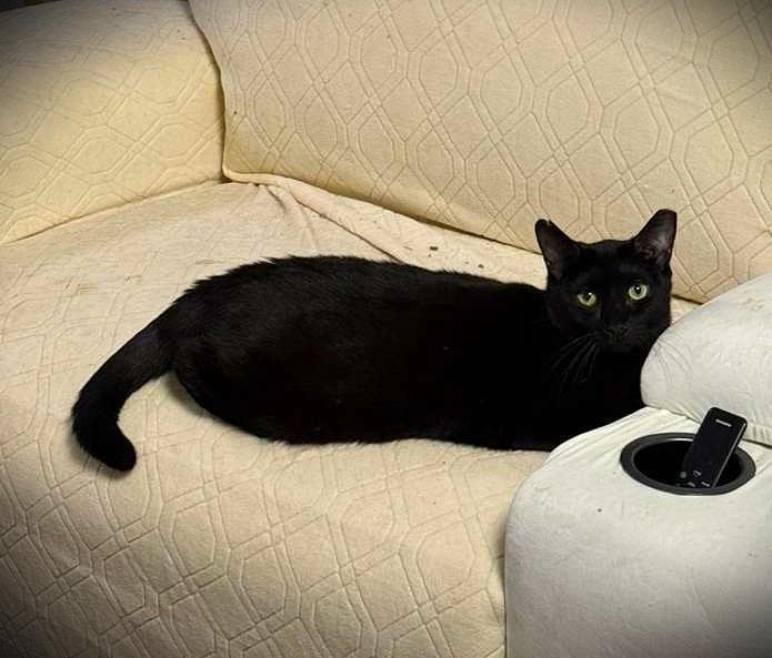 Enlarge Vivi, a Adoptable American Shorthair in Brooklyn, NY image 1/1