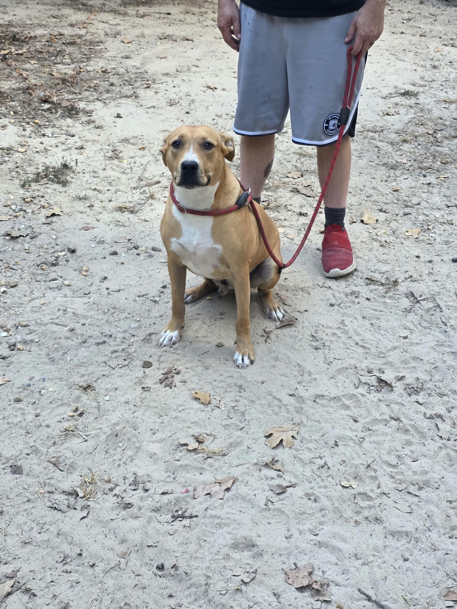 Enlarge Max, a Adoptable American Staffordshire Terrier in bauxite, AR image 1/5