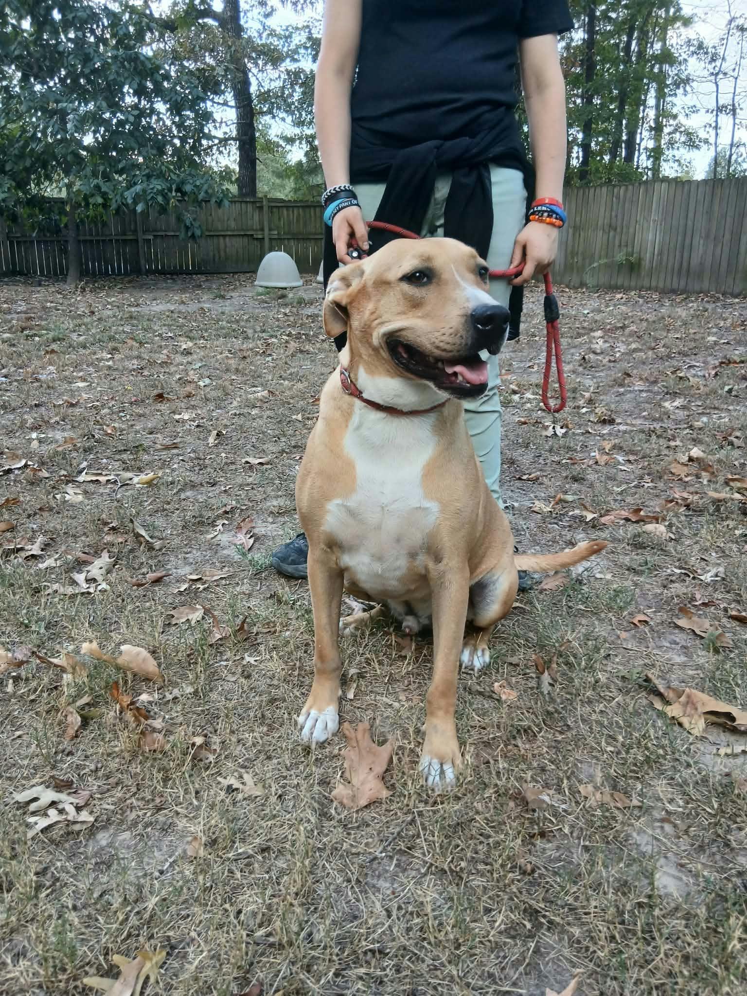 Enlarge Max, a Adoptable American Staffordshire Terrier in bauxite, AR image 2/5