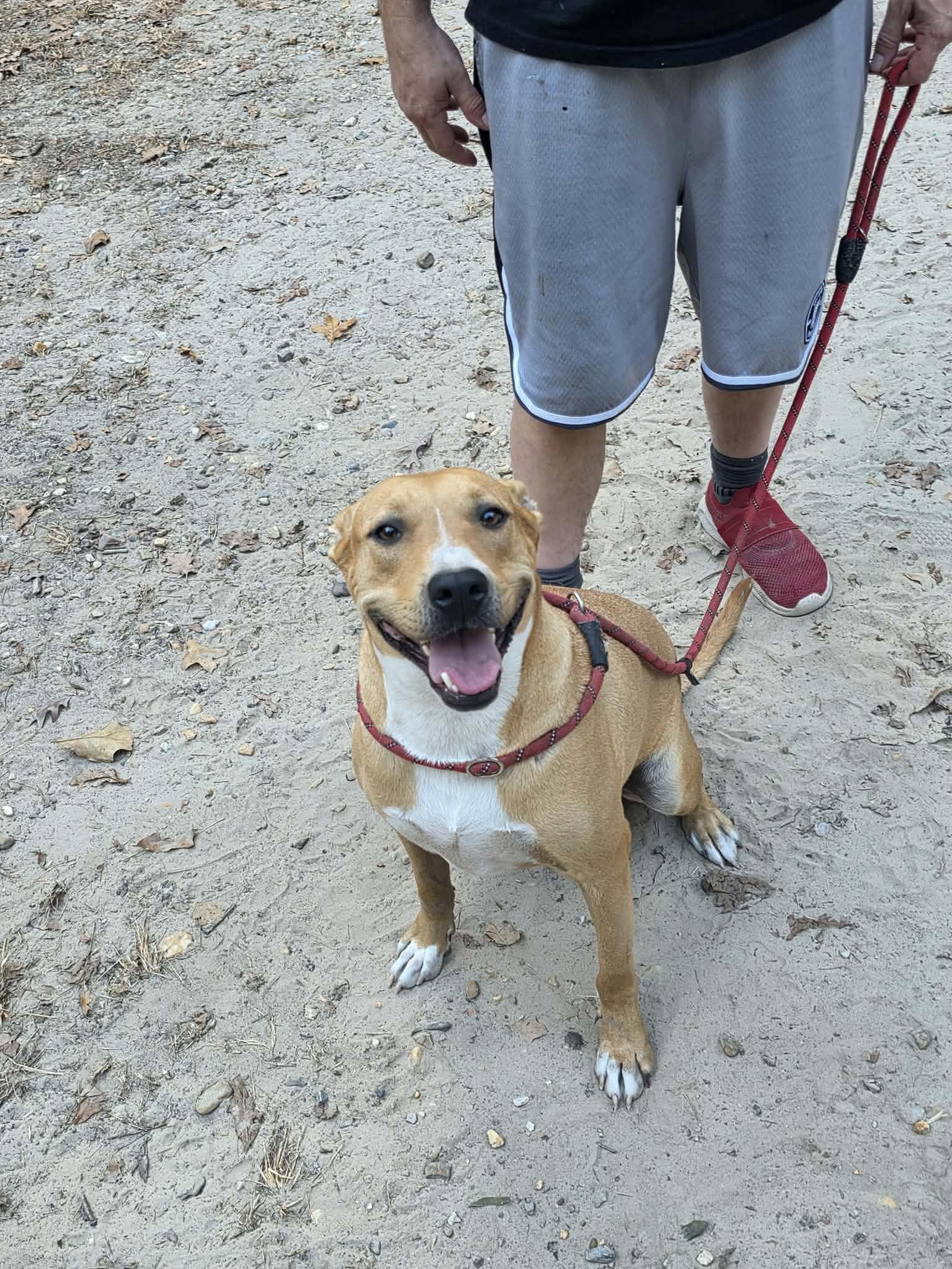 Enlarge Max, a Adoptable American Staffordshire Terrier in bauxite, AR image 5/5