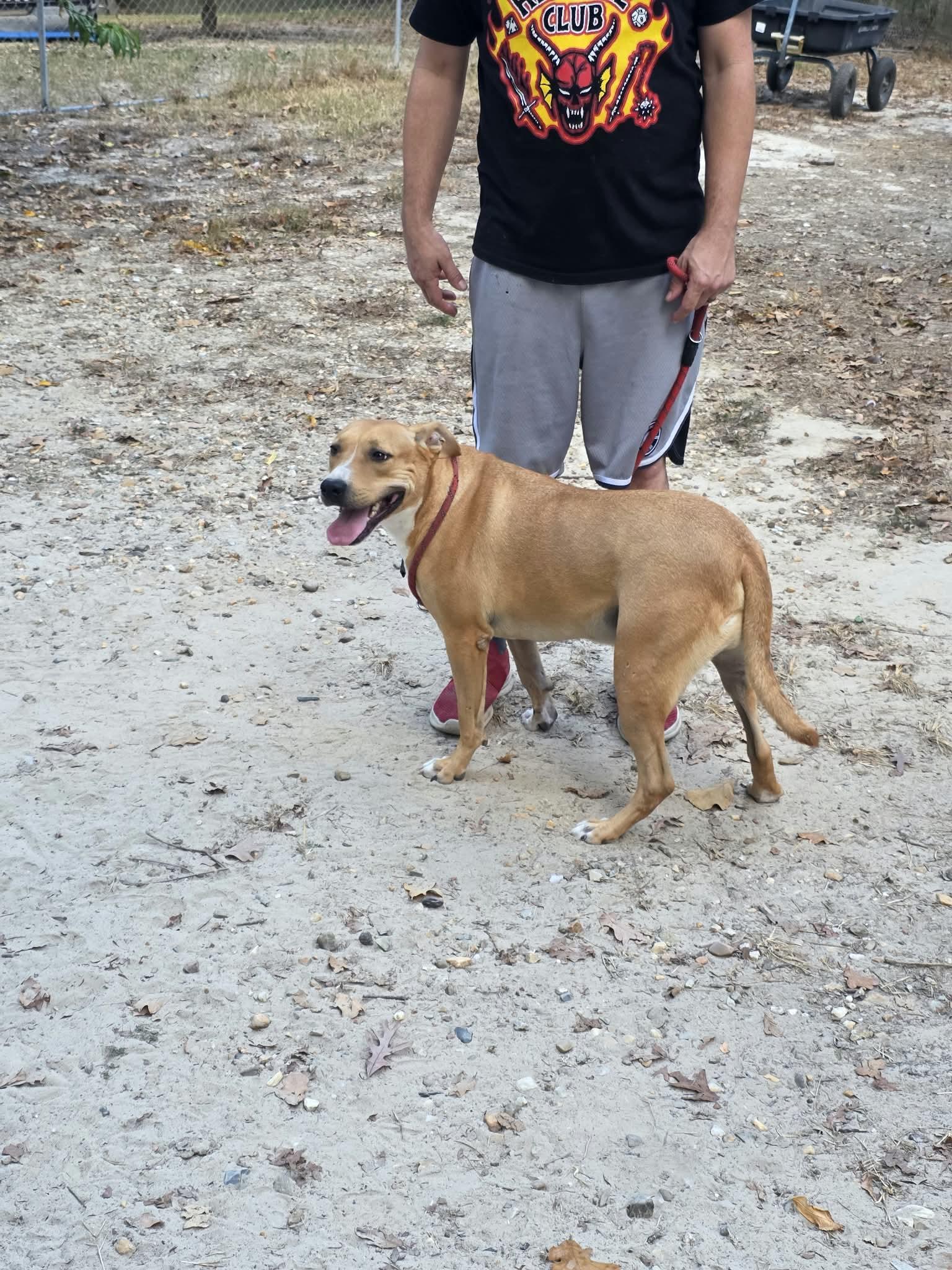 Enlarge Max, a Adoptable American Staffordshire Terrier in bauxite, AR image 4/5