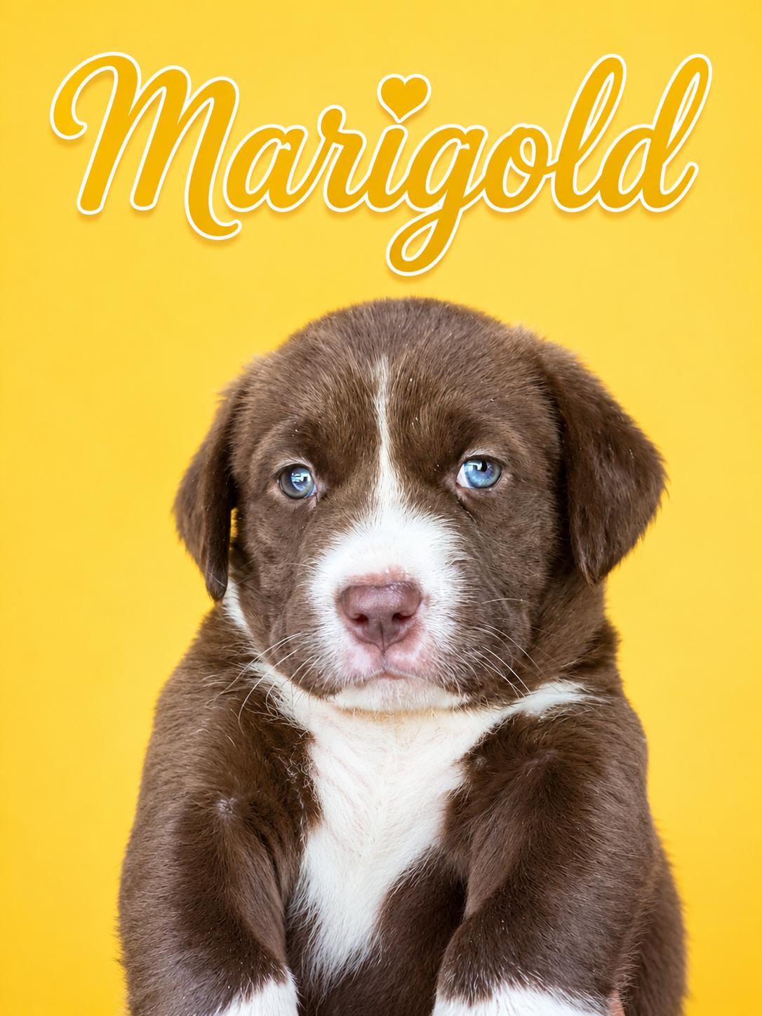 Enlarge Marigold, a Adoptable mixed breed in Trinity, AL image 1/1