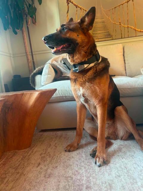 Finn, ADOPTABLE, Adult Male German Shepherd Dog.