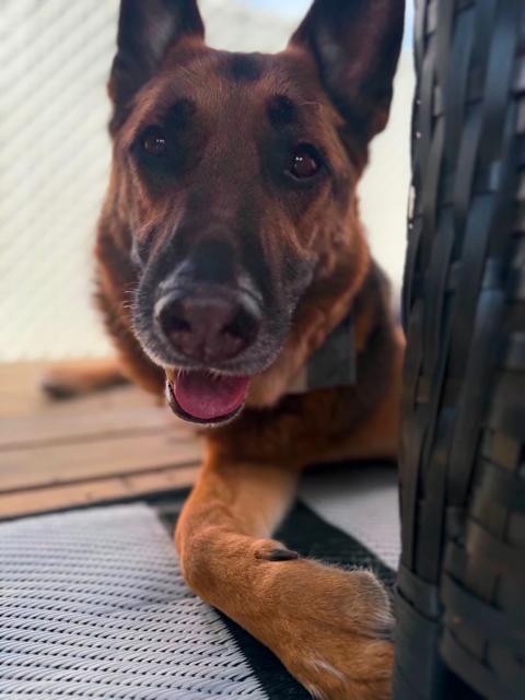 Enlarge Finn, a ADOPTABLE German Shepherd Dog in Rigaud, QC image 2/2