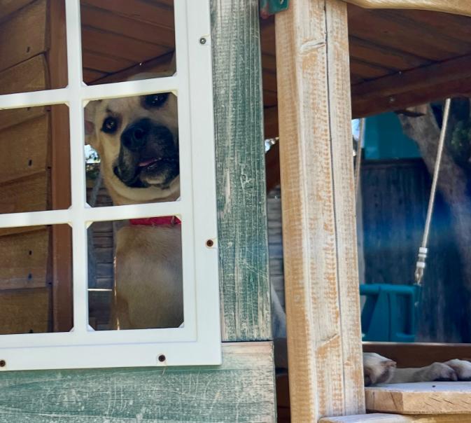 Luna, a Adoptable mixed breed in Mead, CO image 3/4