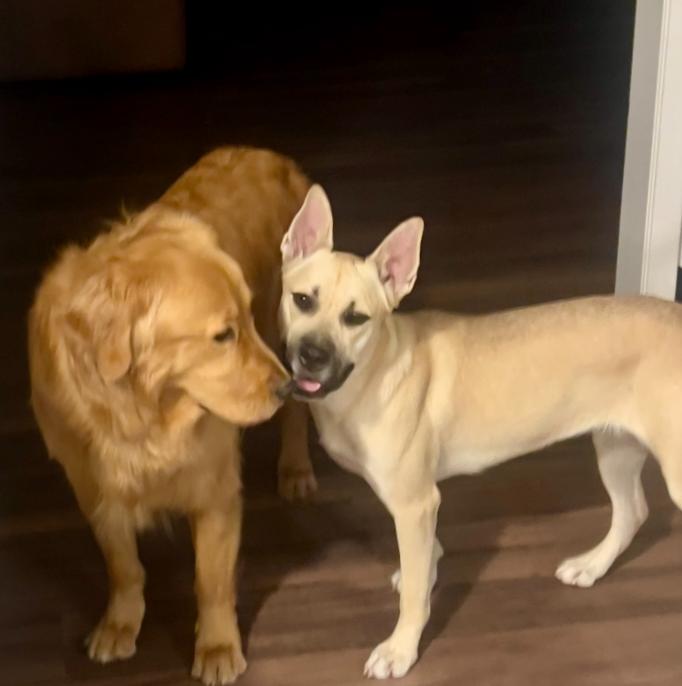 Luna, a Adoptable mixed breed in Mead, CO image 2/4