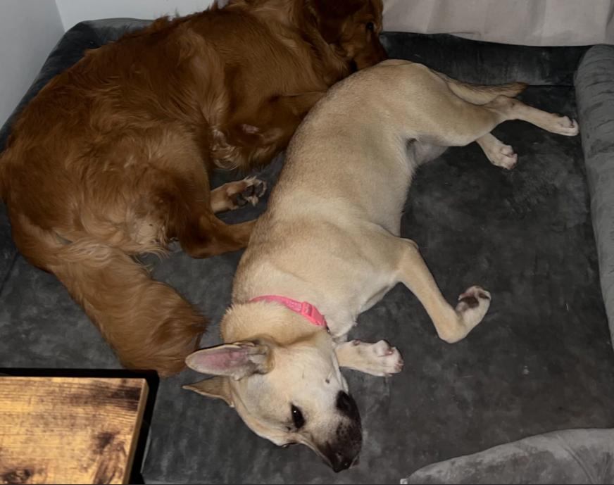 Luna, a Adoptable mixed breed in Mead, CO image 4/4