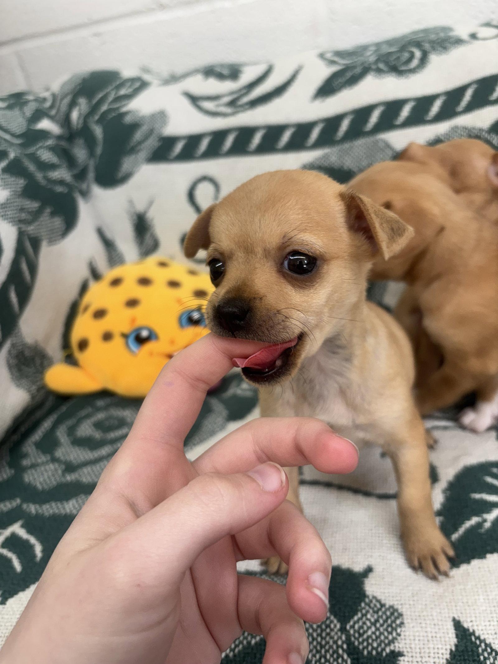 Enlarge Tara, a Adoptable Chihuahua in York, SC image 1/1