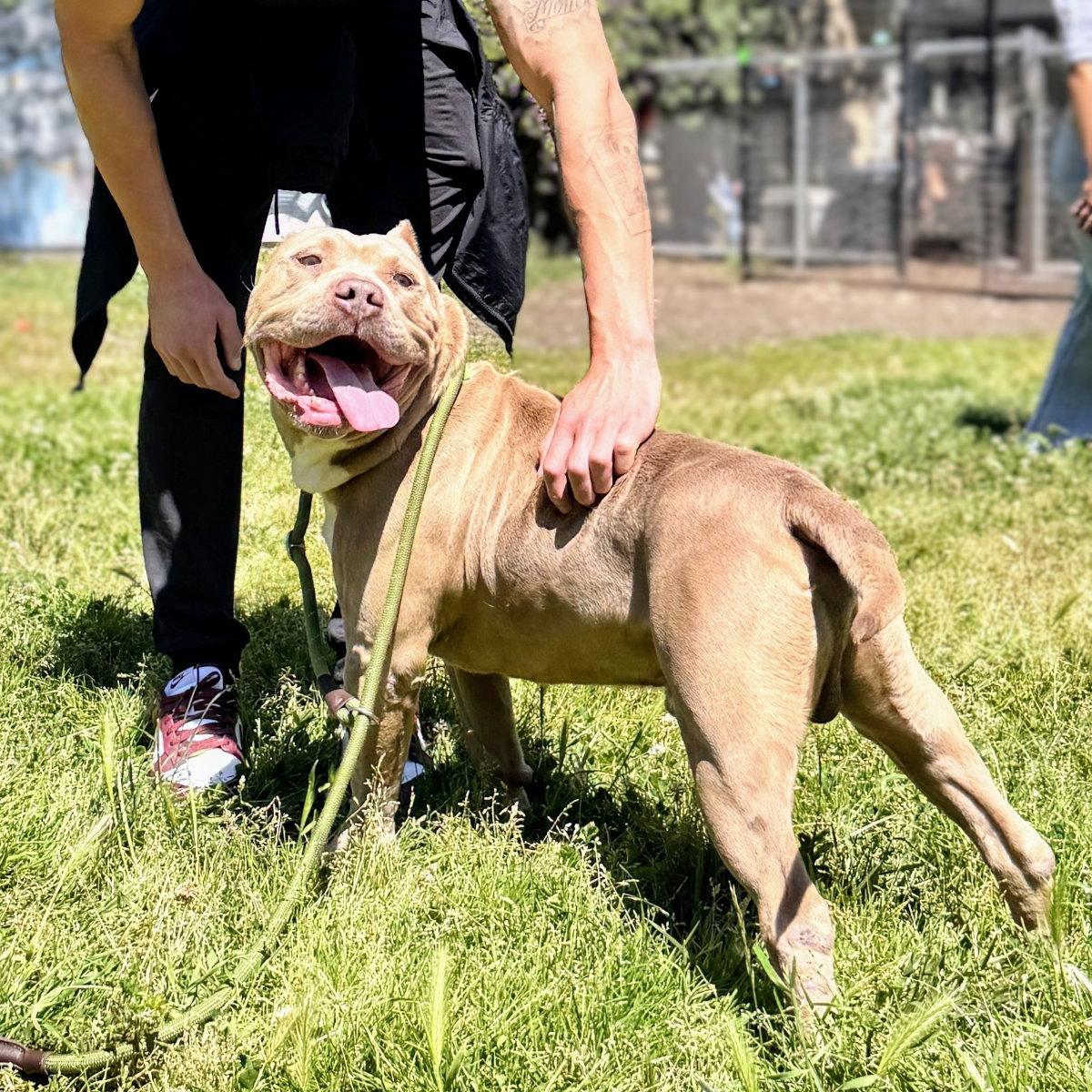 Enlarge Micah, a Adoptable Pit Bull Terrier in Oakland, CA image 1/3