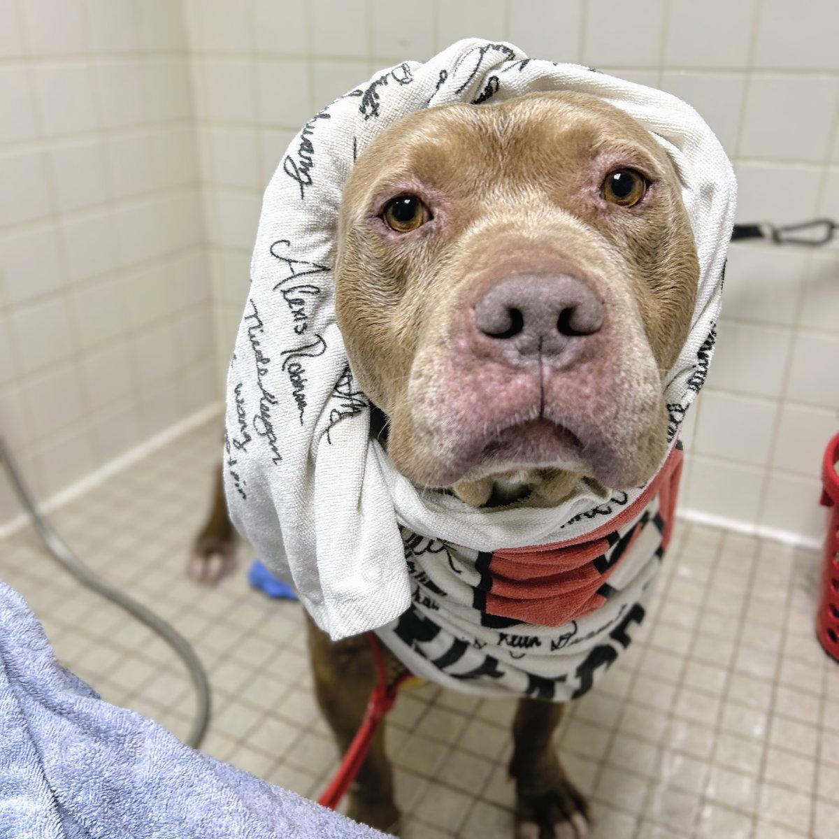 Enlarge Micah, a Adoptable Pit Bull Terrier in Oakland, CA image 2/3
