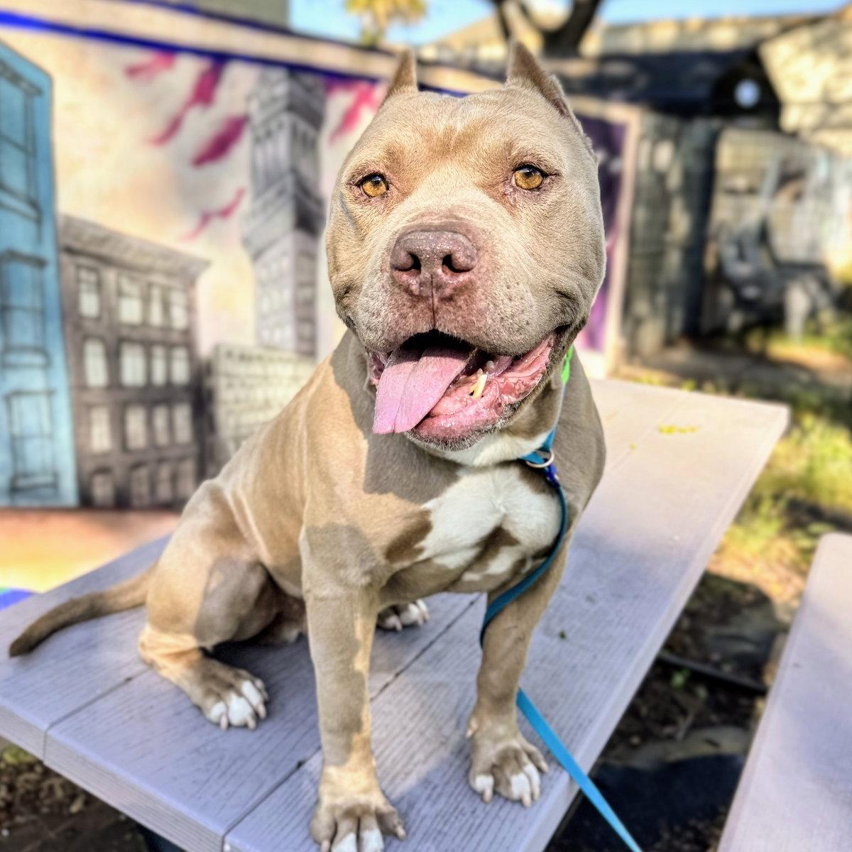 Enlarge Micah, a Adoptable Pit Bull Terrier in Oakland, CA image 3/3