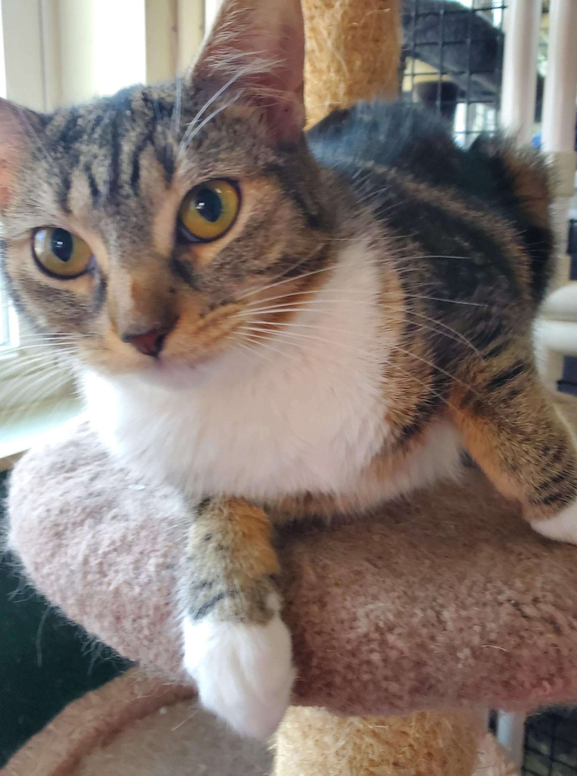 Enlarge Ricotta, a ADOPTABLE Domestic Short Hair in Altoona, PA image 1/1