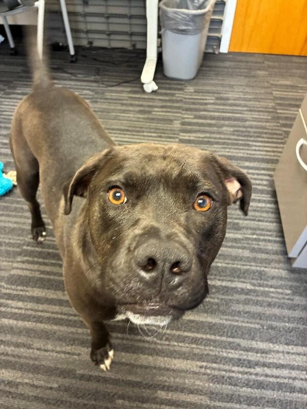 Theo, a Adoptable mixed breed in Rochester, NY image 1/4