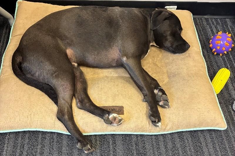 Theo, a Adoptable mixed breed in Rochester, NY image 2/4