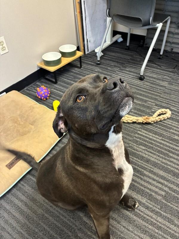 Theo, a Adoptable mixed breed in Rochester, NY image 3/4