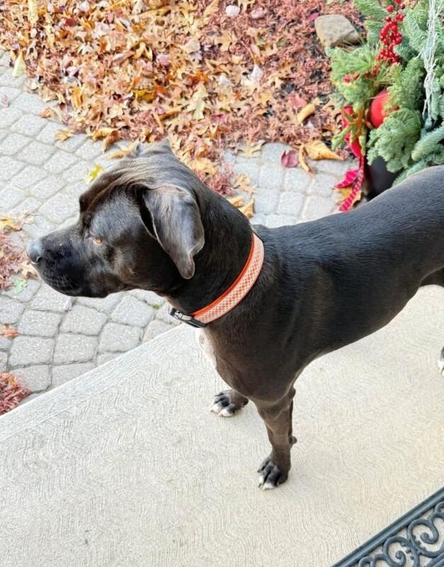 Theo, a Adoptable mixed breed in Rochester, NY image 4/4