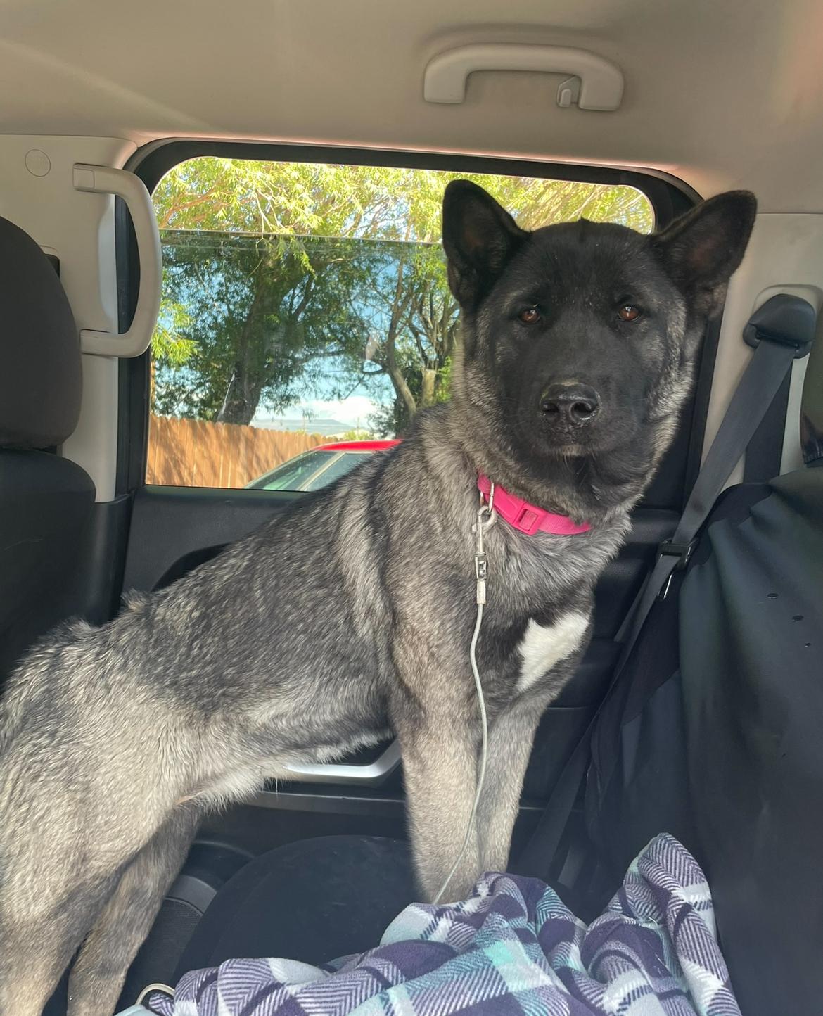 Cleo (Courtesy Post, please call owner directly)