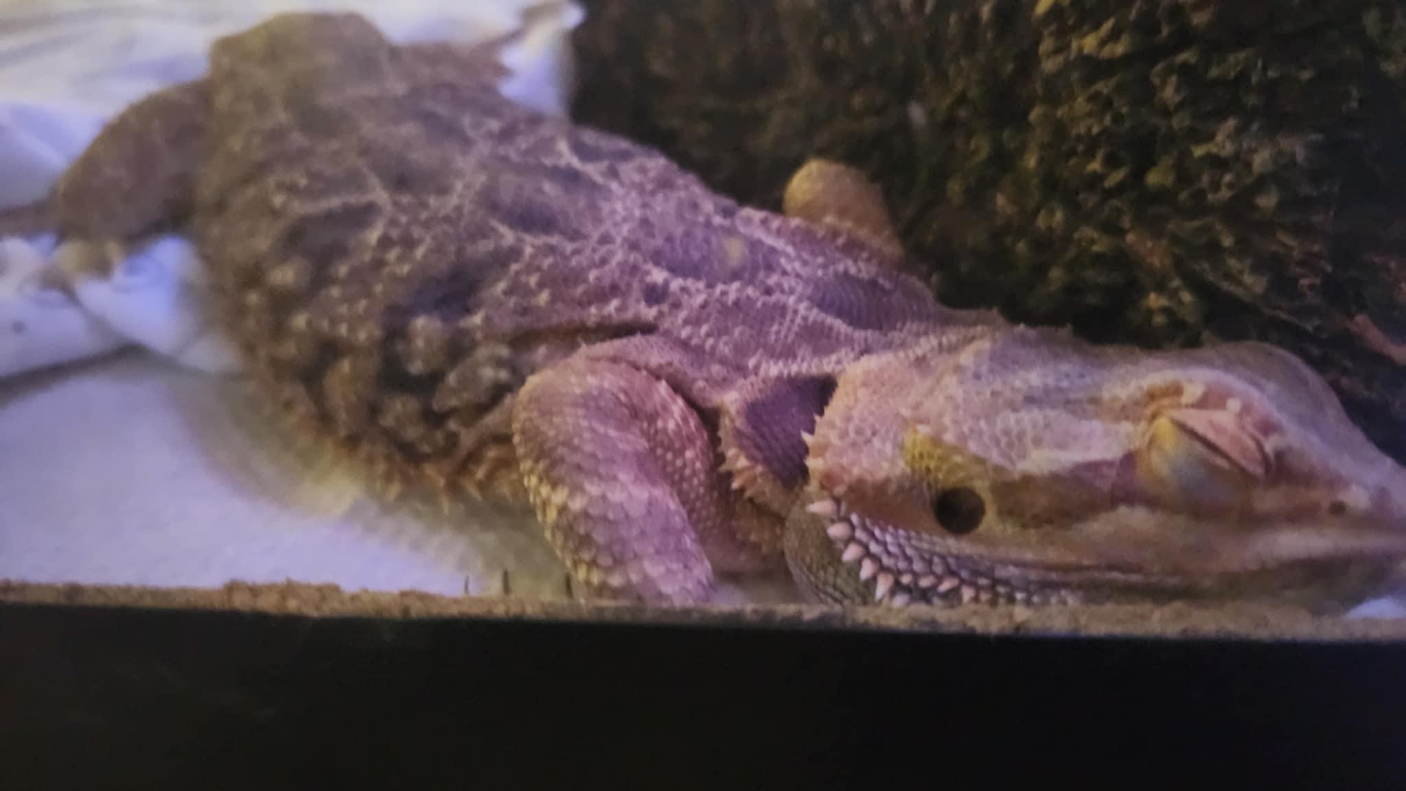 Venus: video!!, an adopted Bearded Dragon in Edinburg, PA image 3/6