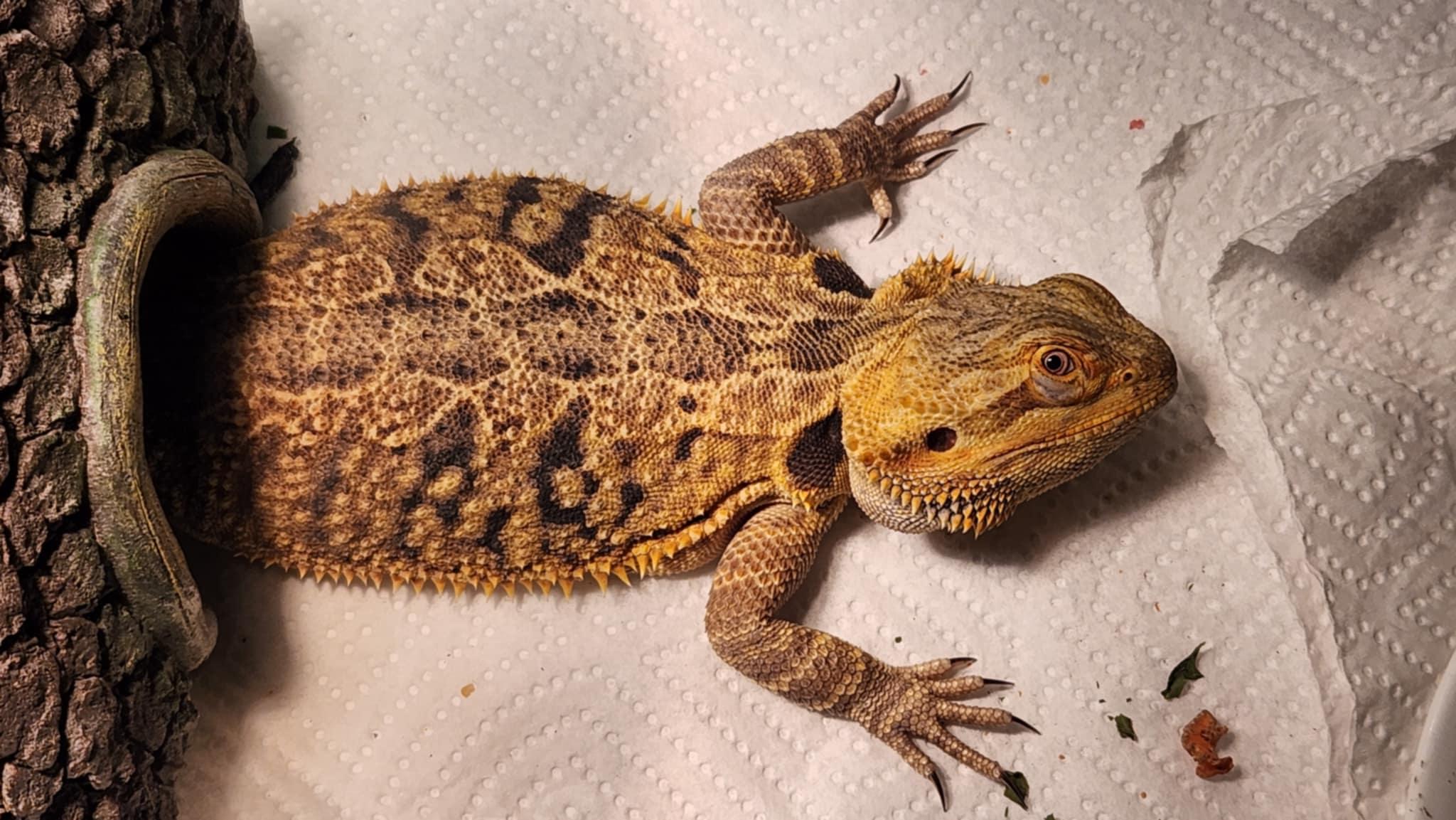 Venus: video!!, an adopted Bearded Dragon in Edinburg, PA image 2/6