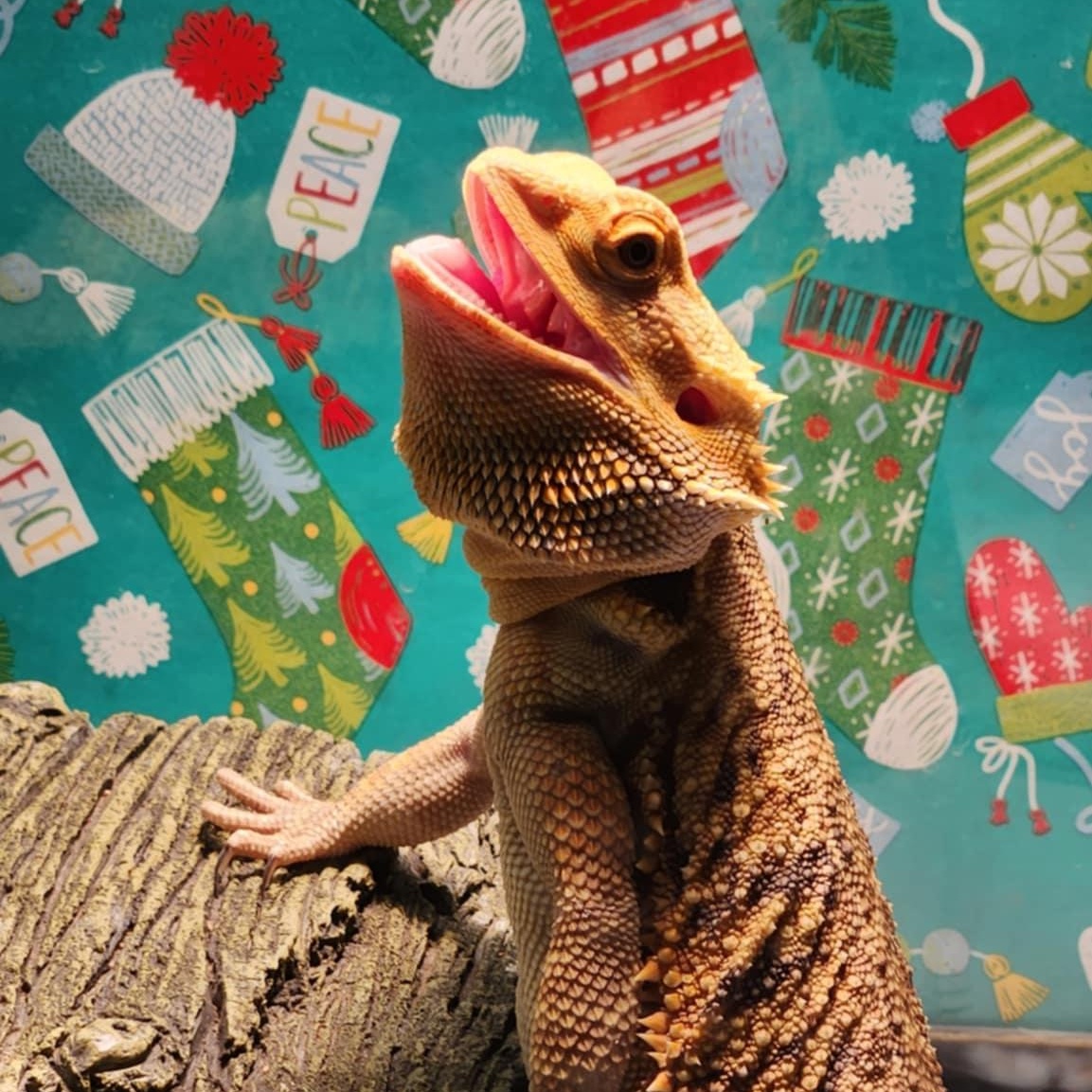 Venus: video!!, adopted, Adult Female Bearded Dragon.