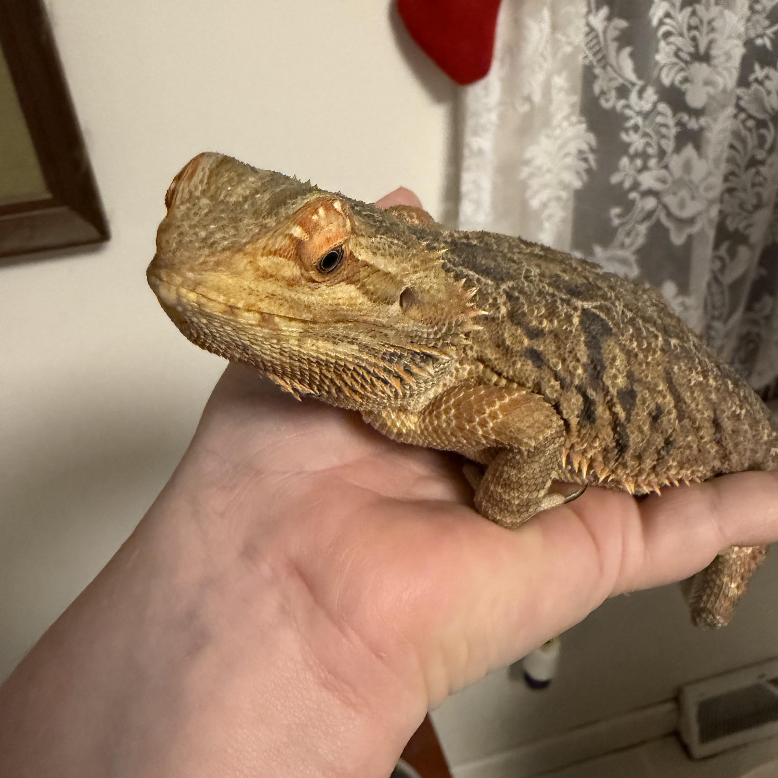 Venus: video!!, an adopted Bearded Dragon in Edinburg, PA image 4/6