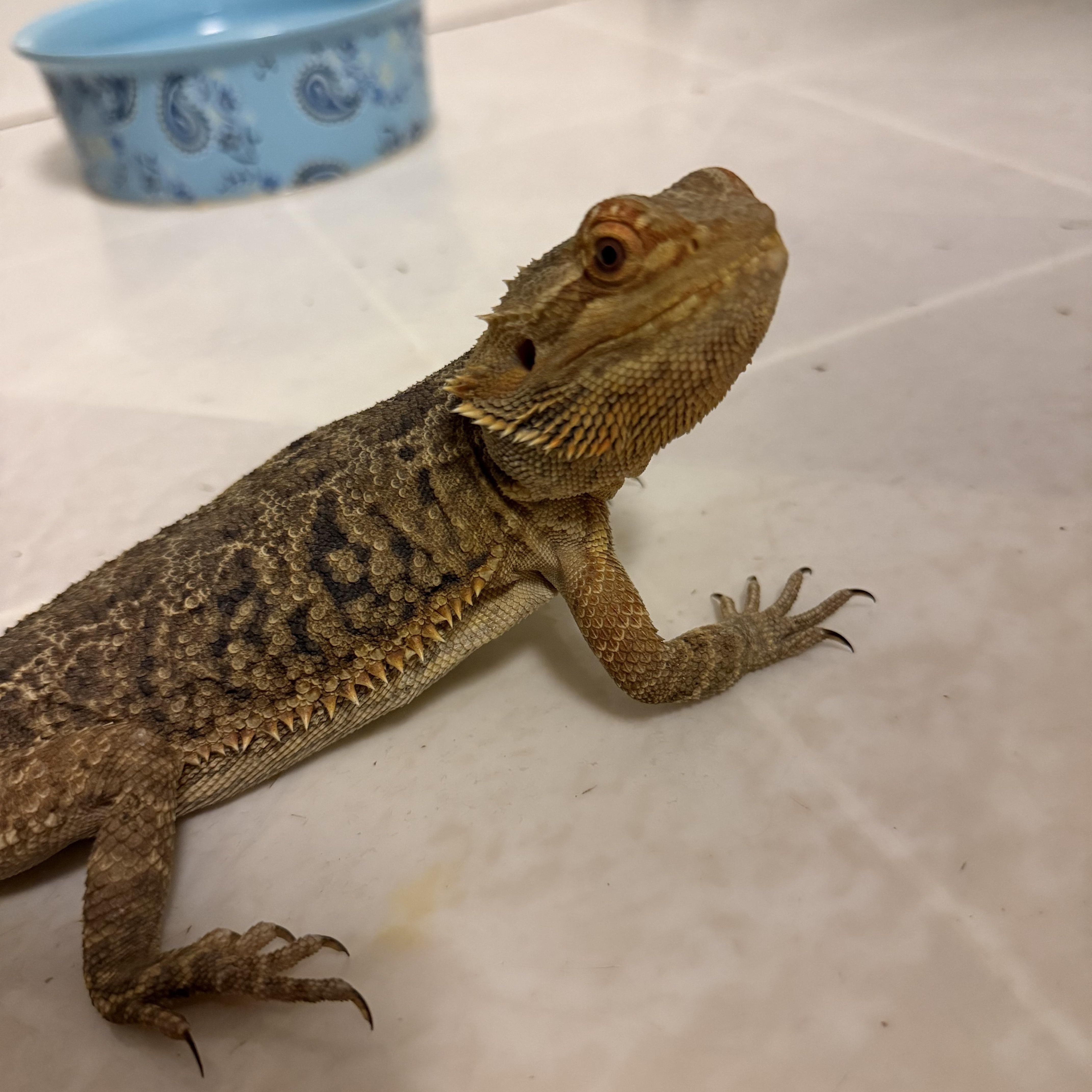 Venus: video!!, an adopted Bearded Dragon in Edinburg, PA image 5/6