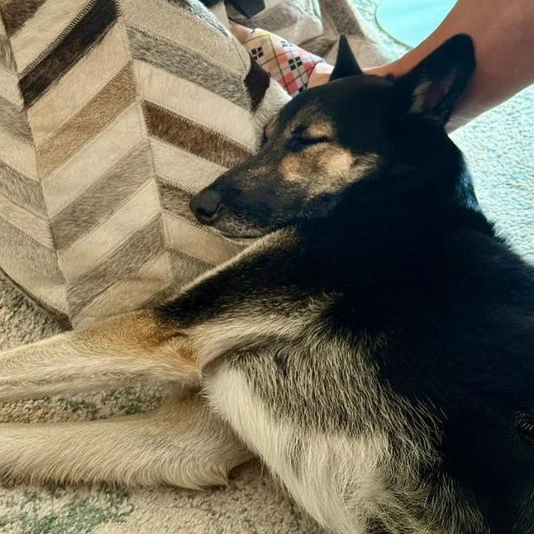 Enlarge Loreo, a Adopted mixed breed in Marfa, TX image 5/6