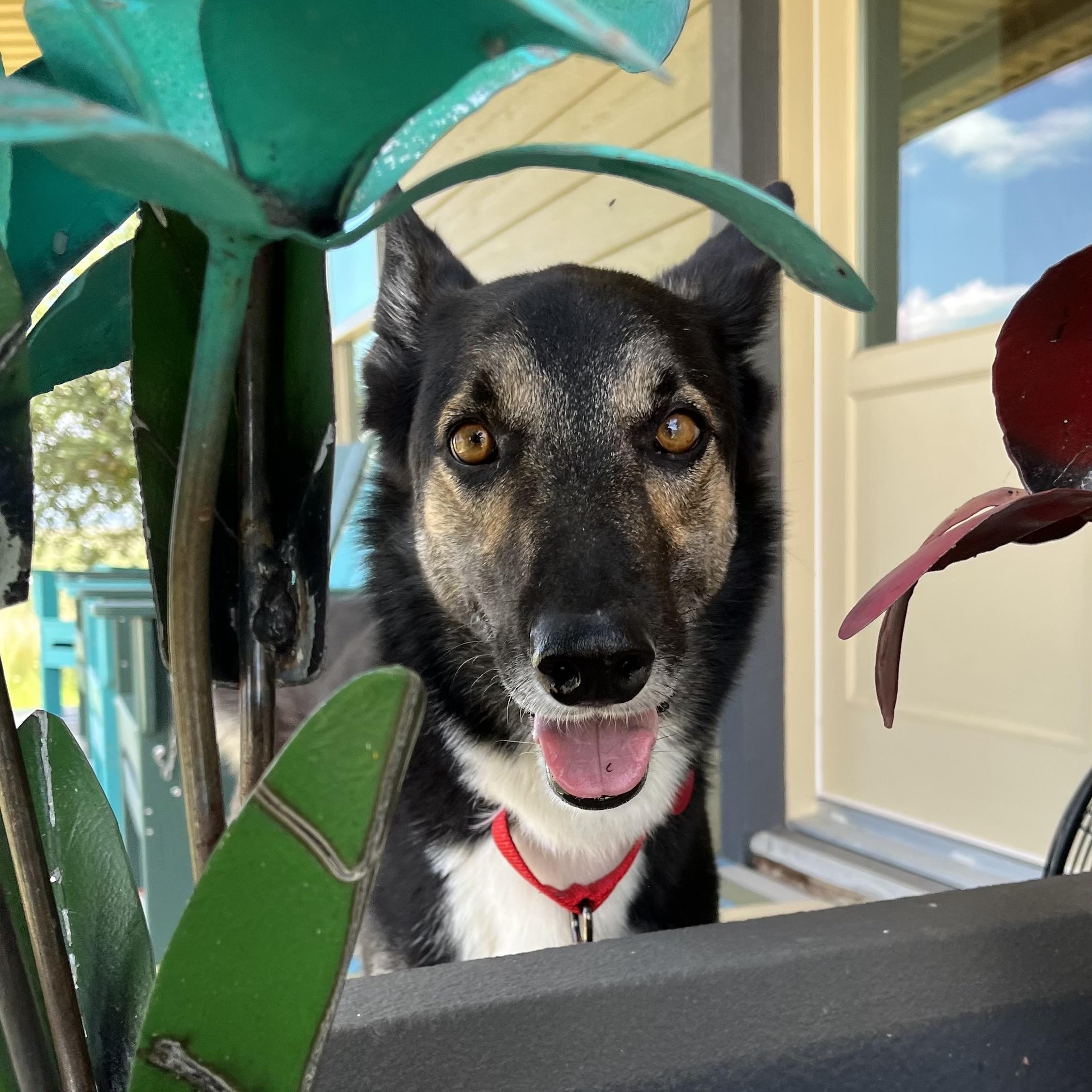 Enlarge Loreo, a Adopted mixed breed in Marfa, TX image 4/6