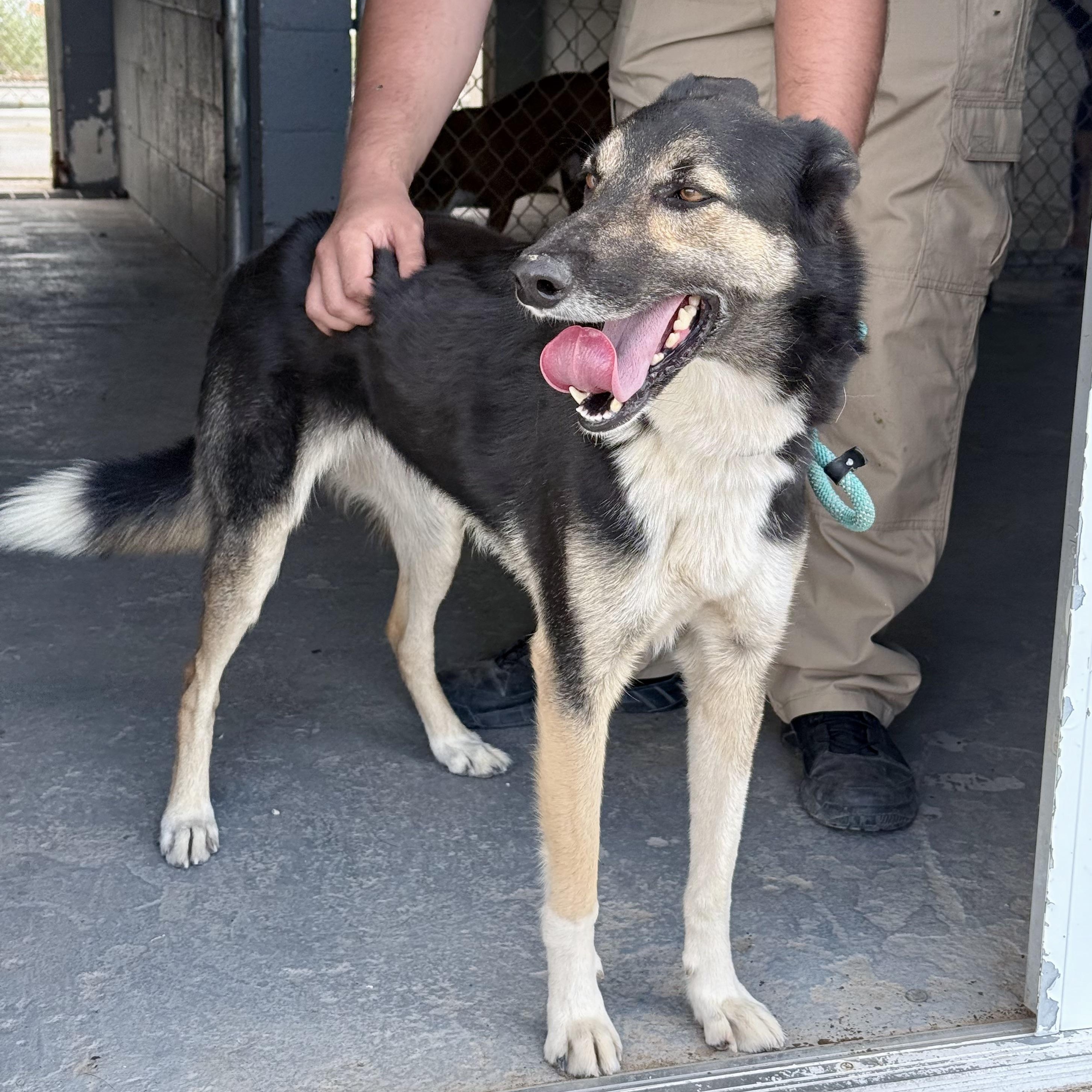 Enlarge Loreo, a Adopted mixed breed in Marfa, TX image 3/6