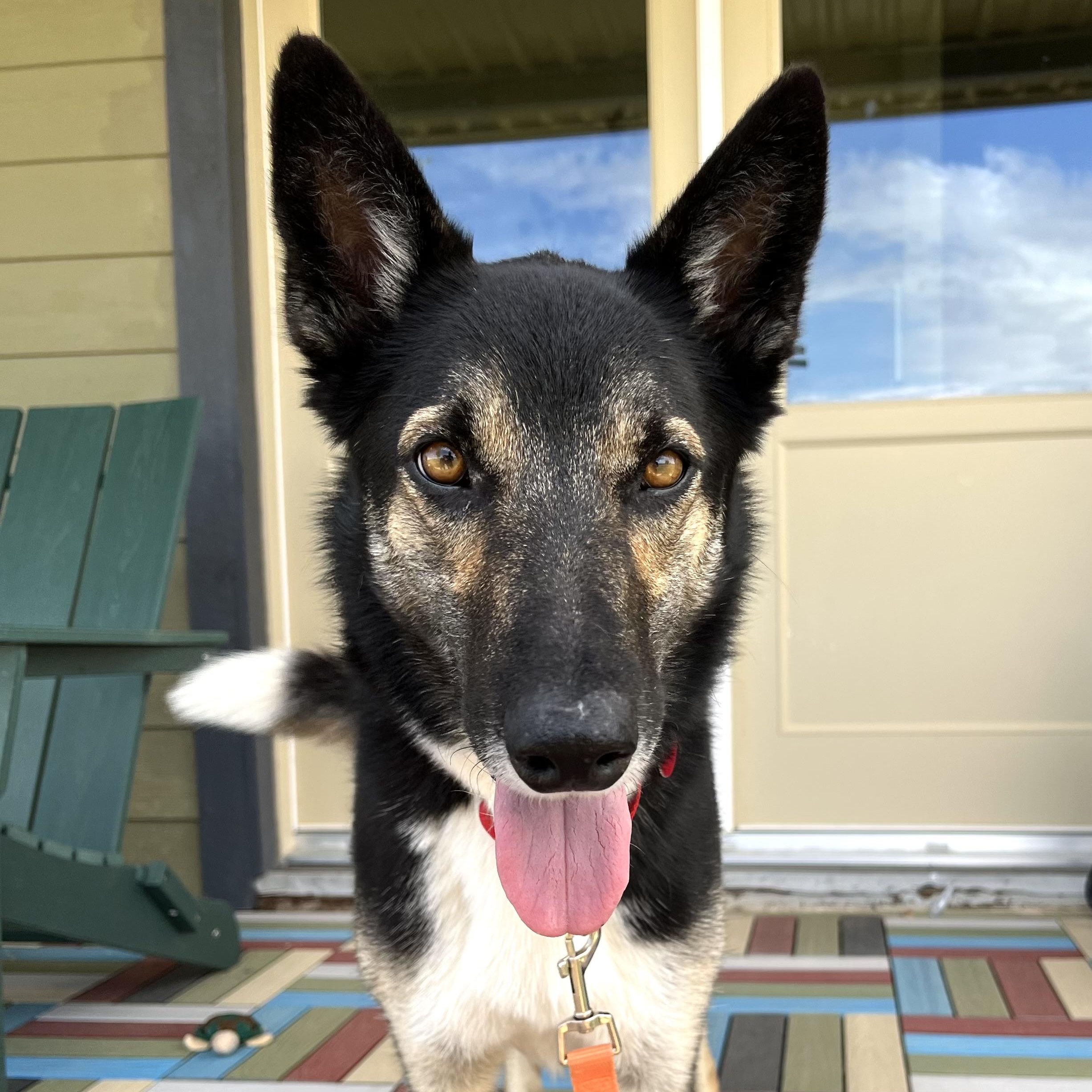 Enlarge Loreo, a Adopted mixed breed in Marfa, TX image 6/6