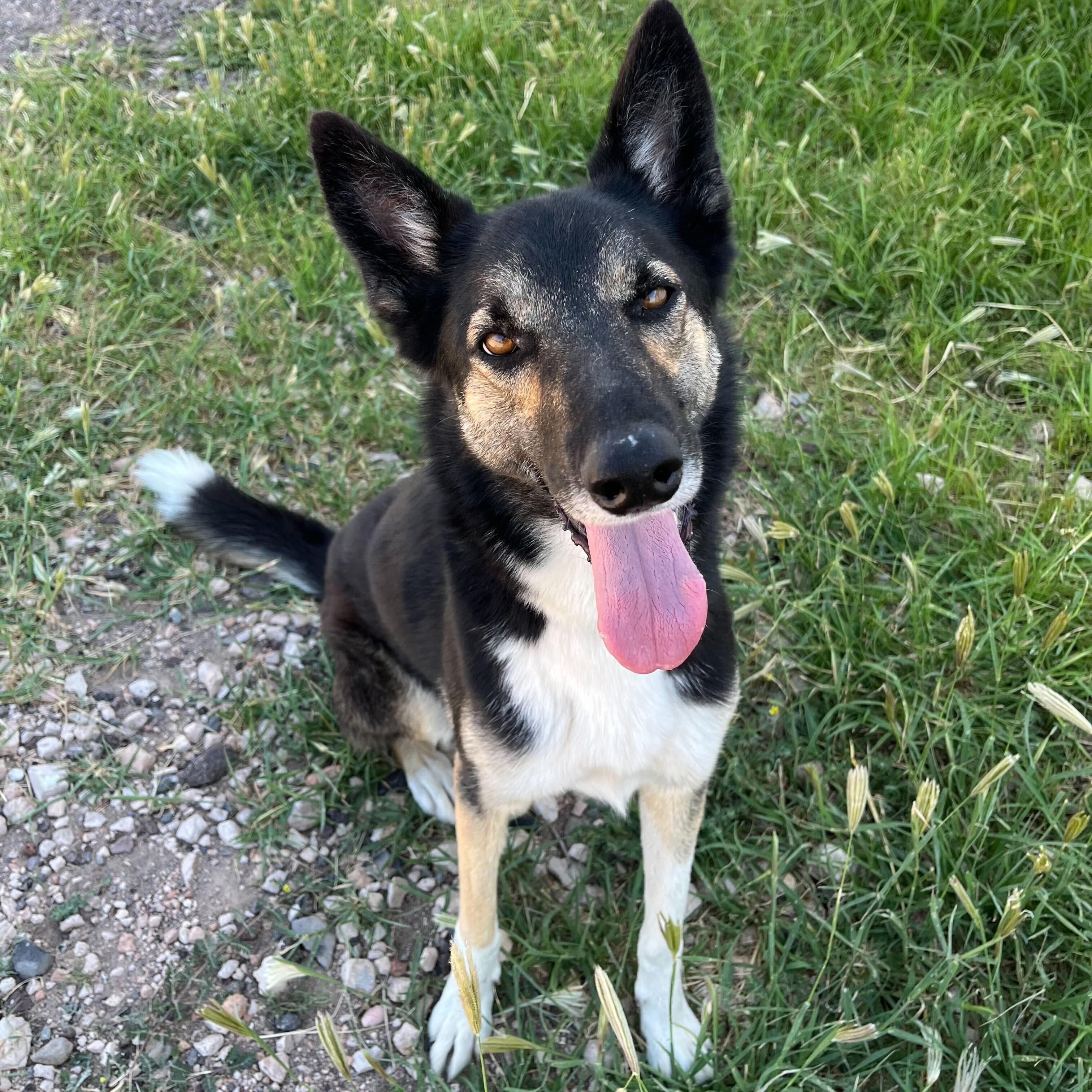 Enlarge Loreo, a Adopted mixed breed in Marfa, TX image 2/6