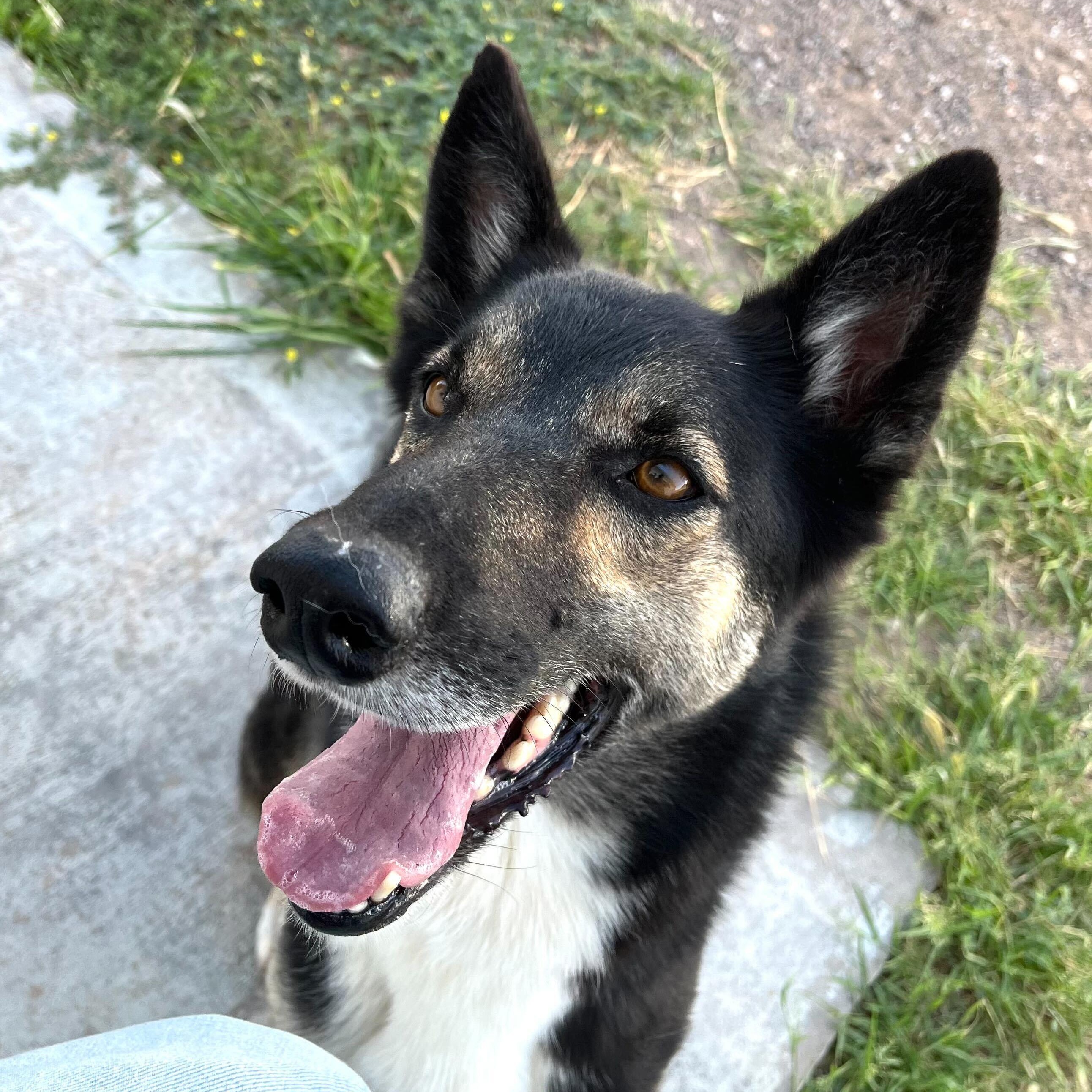 Loreo, Adopted, Adult Female Husky.