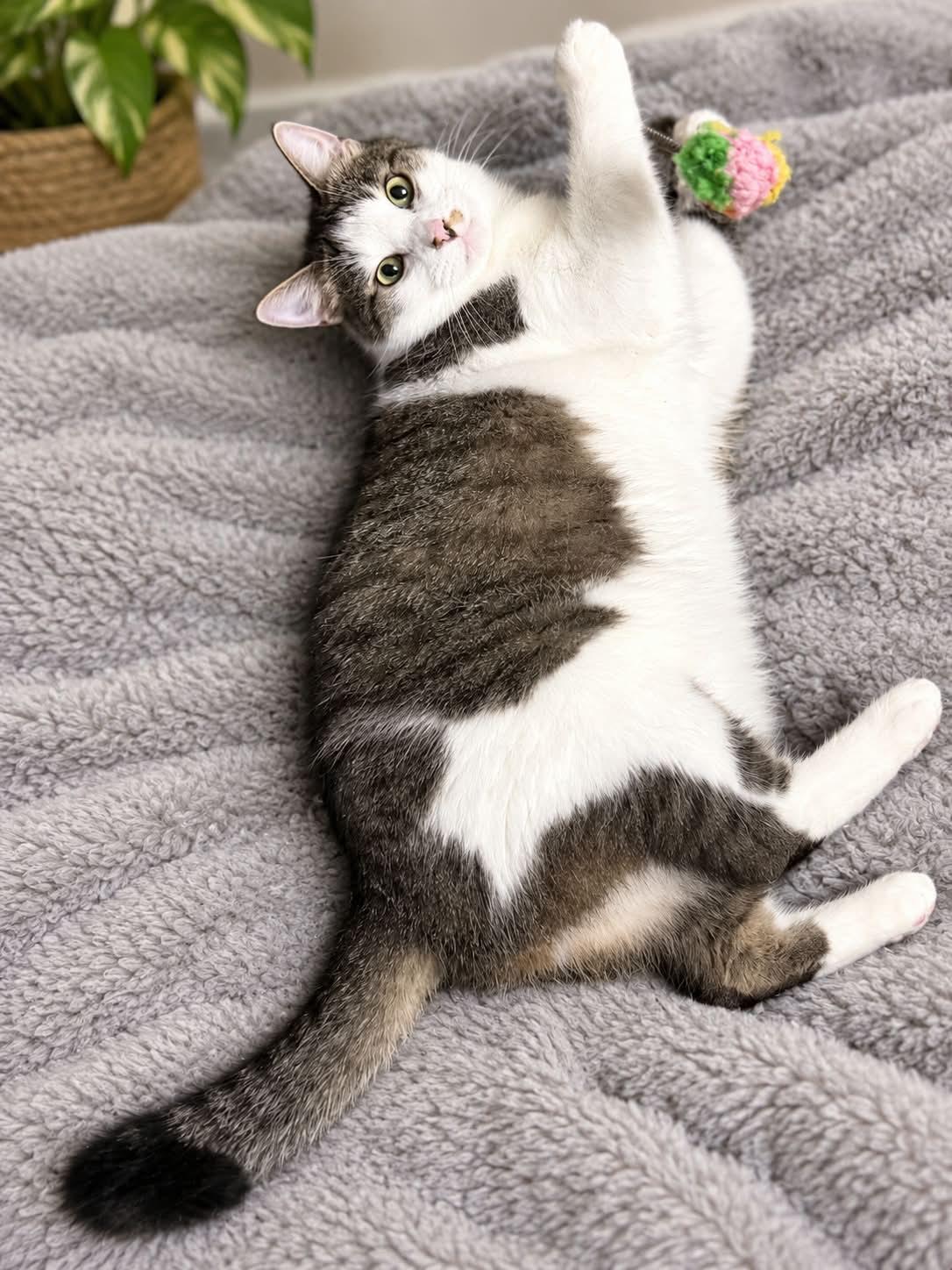 Enlarge Dozer, a Adoptable Domestic Short Hair in Sioux Falls, SD image 2/5