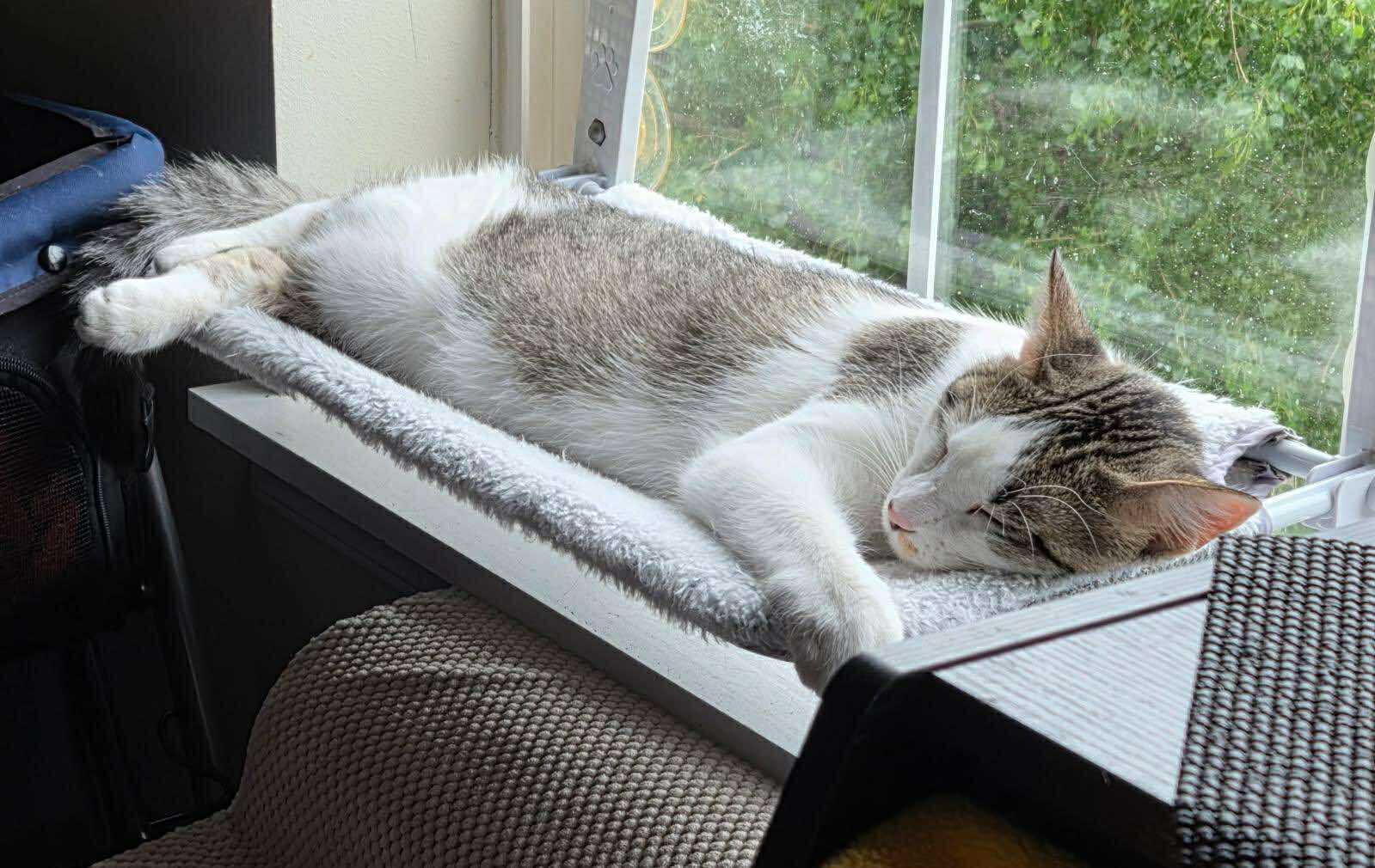 Dozer, a Adoptable Domestic Short Hair in Sioux Falls, SD image 4/5